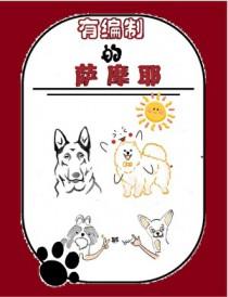 萨摩耶的狗狗